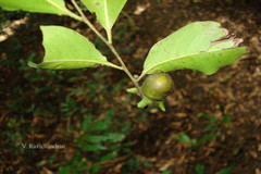Diospyros foliolosa